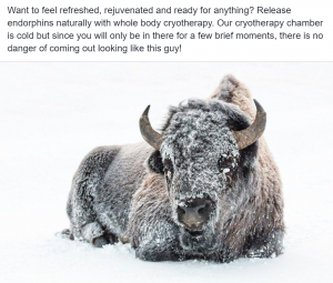 Cryotherapy Social Media - Snow covered buffalo