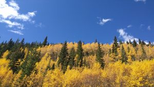 aspen trees are the interest factor in digital marketing