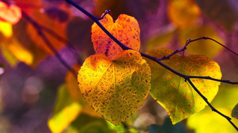colorful fall leaves