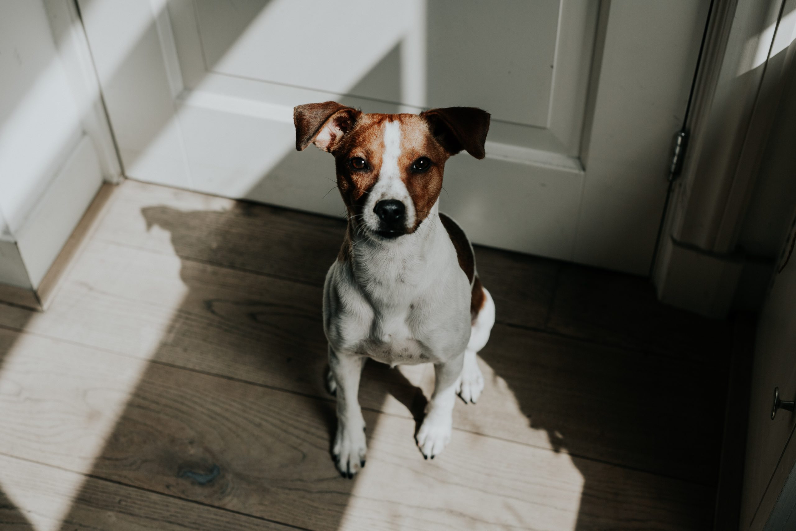 Small dog sitting on wood floor