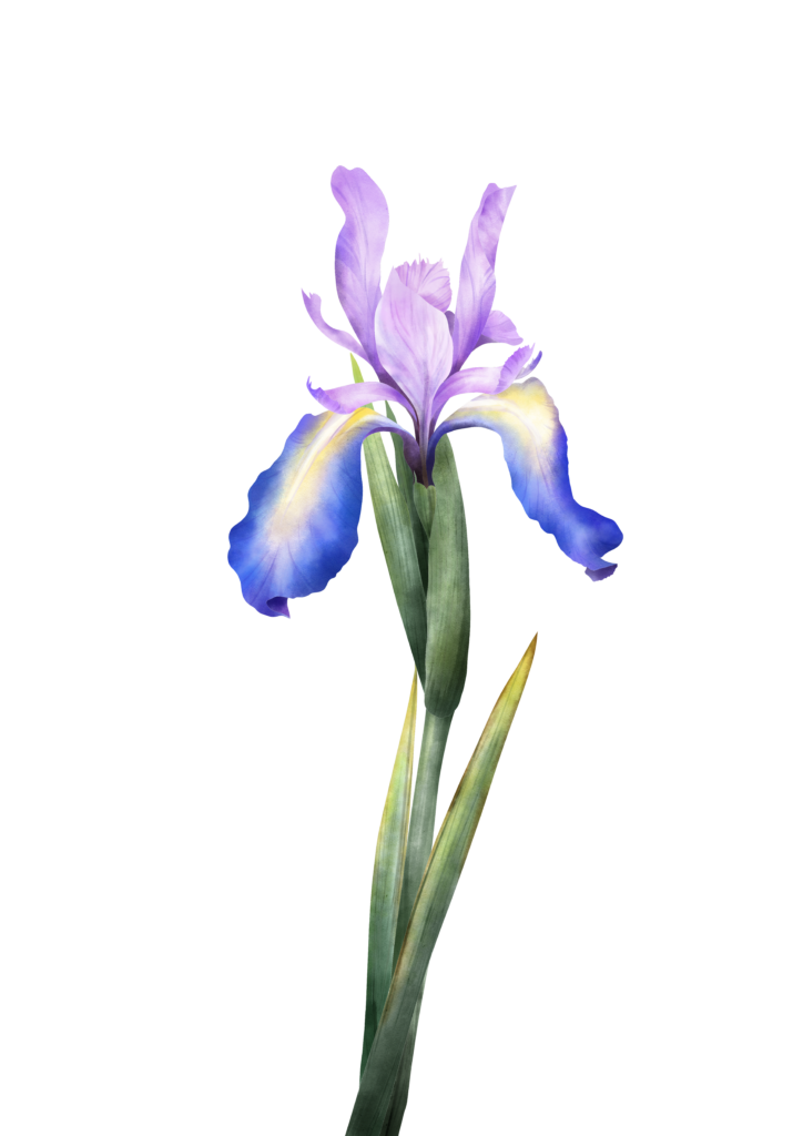 Watercolor wild iris flower
