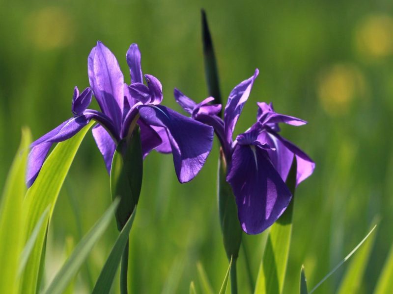 Wild Iris Photo