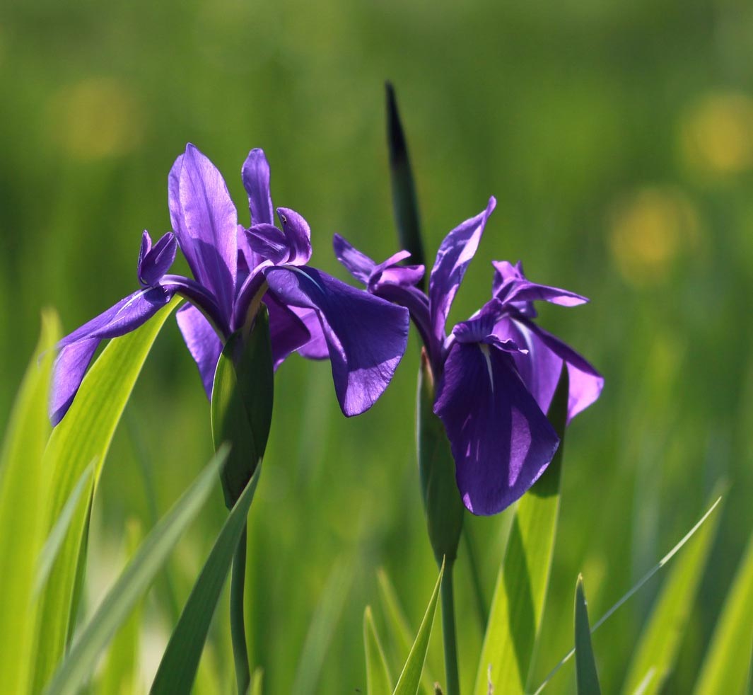 Wild Iris Photo
