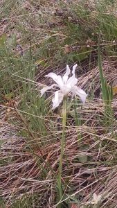 white wild iris growing in grass photo