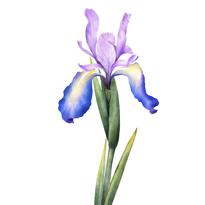 wild iris watercolor