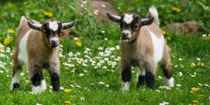 baby goats in a green pasture