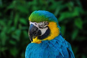 blue parrot