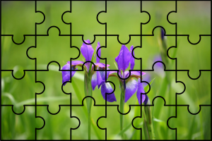wild iris image depicted as a puzzle