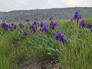 wild iris on c470 in Lakewood