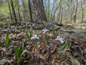 Wild iris growing in Arkansas