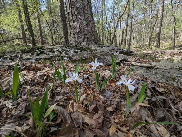 Wild iris growing in Arkansas