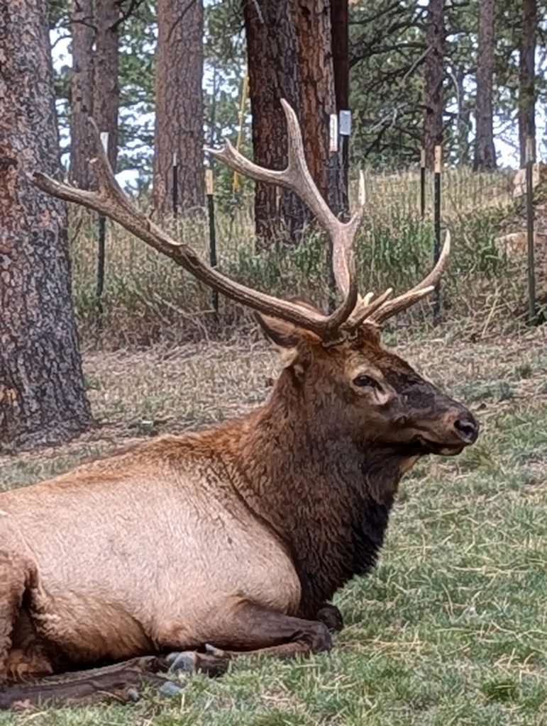 elk in evergreen that inspired the 150th anniversary logo for the evergreen chamber of commerce