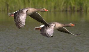 A pair of migrating birds fly above a lake.