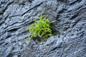 A small plant sprouts from a rock face, symbolizing perseverance and hope.