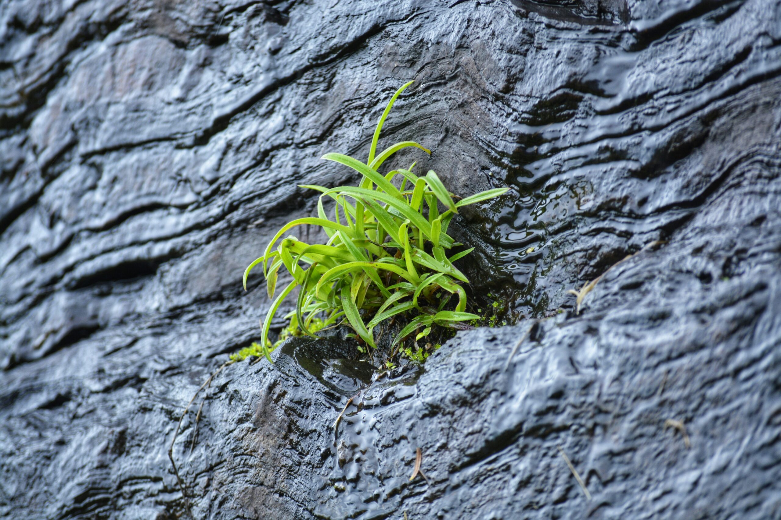 A small plant sprouts from a rock face, symbolizing perseverance and hope.
