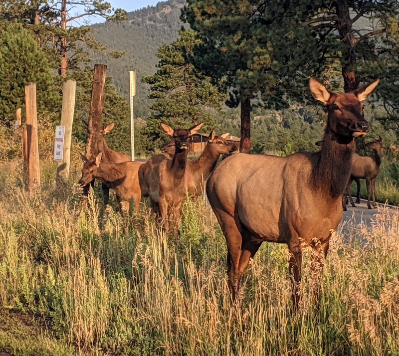 A herd of elk grazing in tall golden grass below the Evergreen foothills