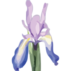 Wild Iris Marketing