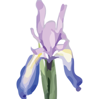 Wild Iris Marketing