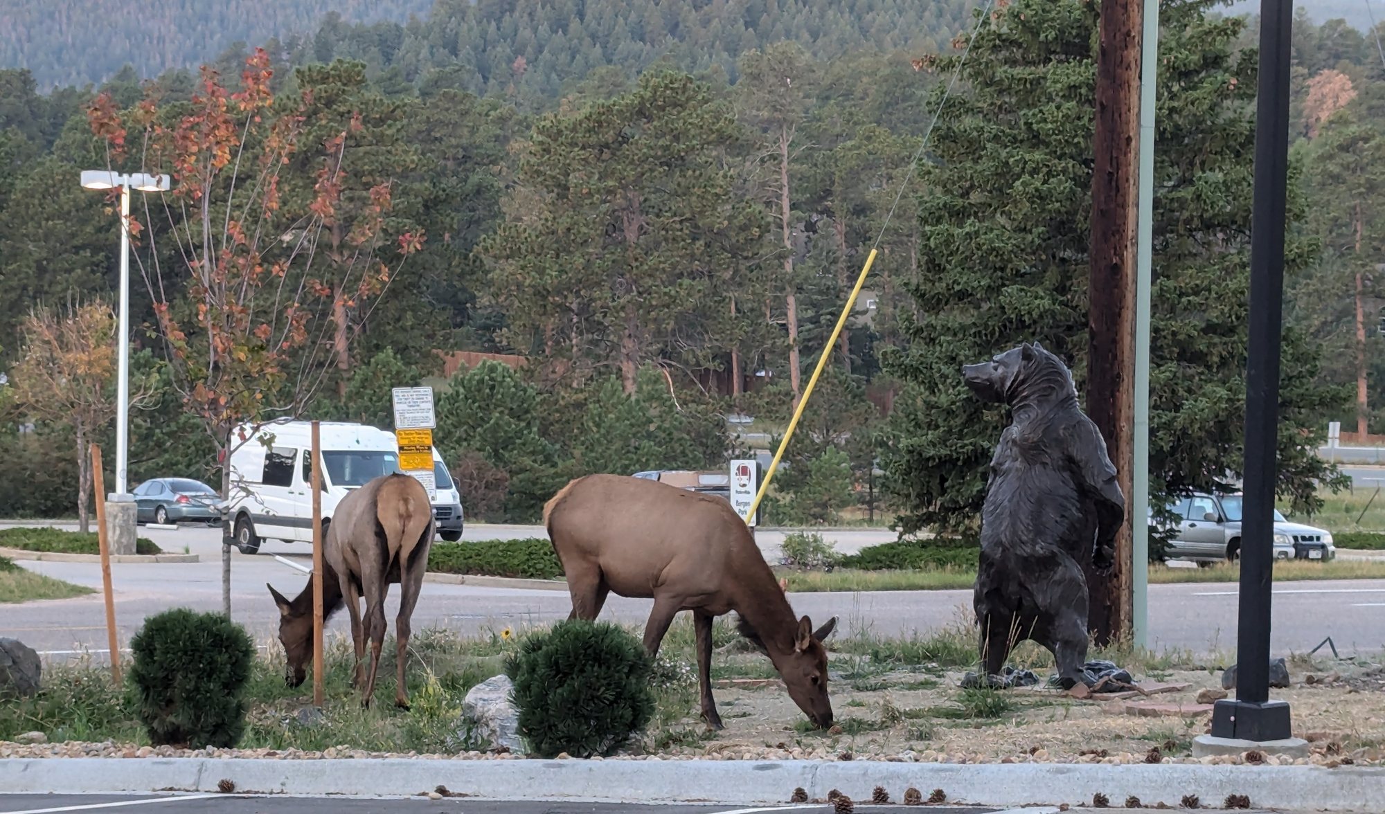 Two elk grazing on a landscaped strip beside a parking lot, next to a standing bear sculpture