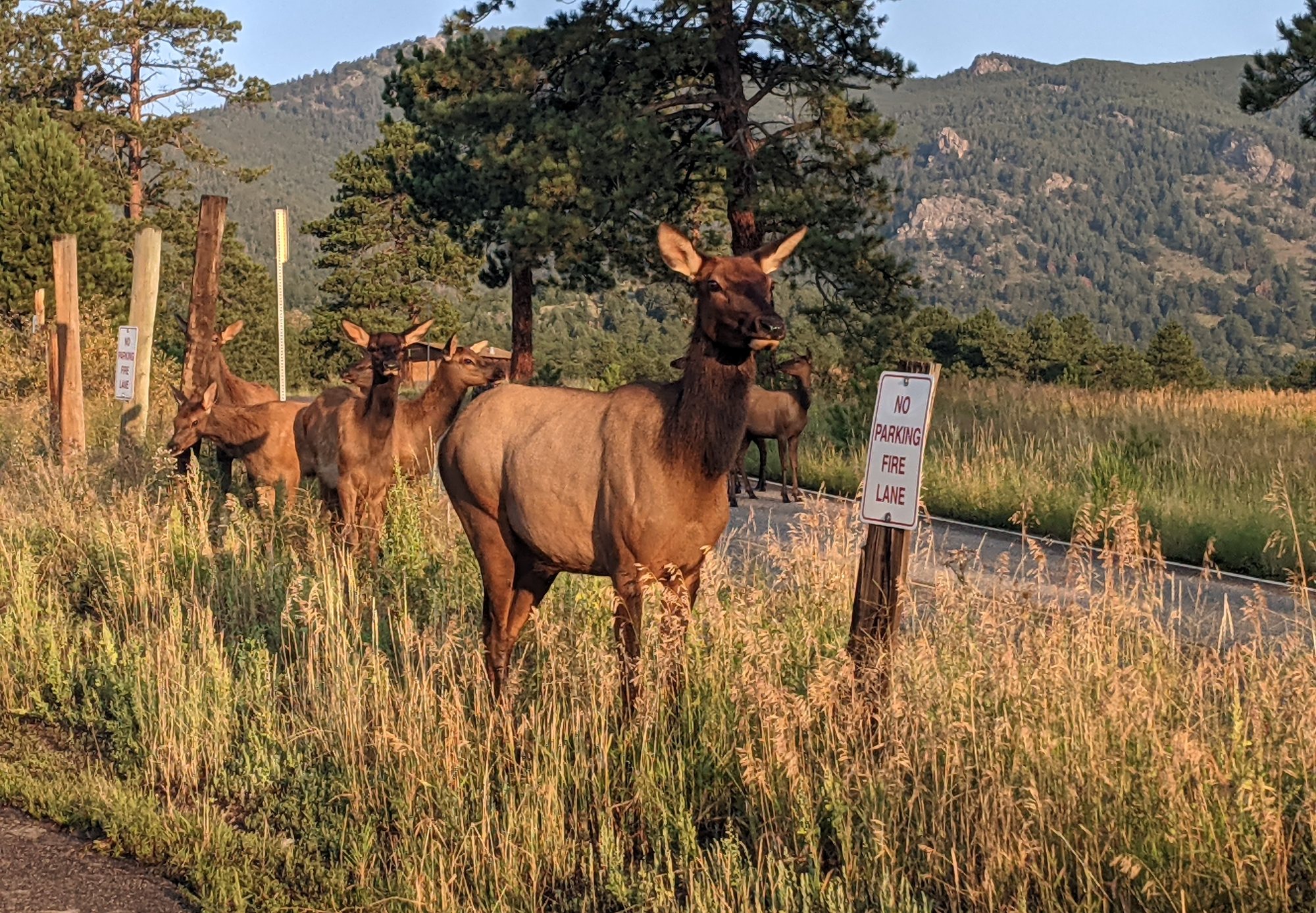 A small herd of elk standing in tall grass beside a no-parking sign, with mountains behind them