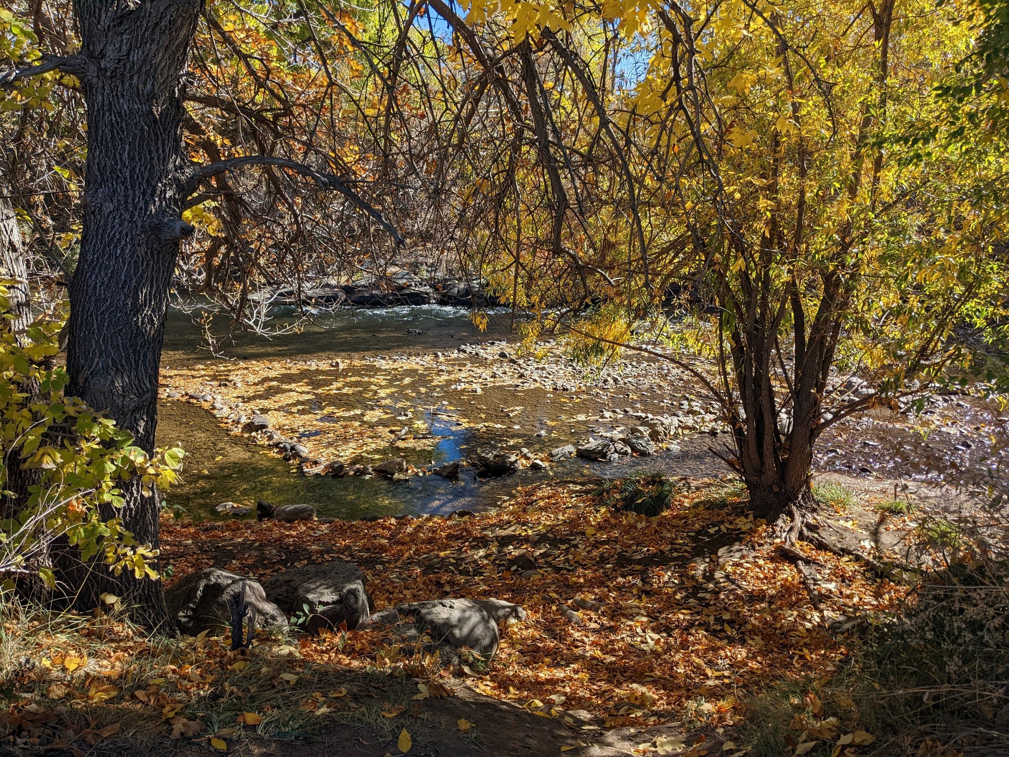 Clear Creek flowing over rocks under yellow cottonwood trees, with fallen leaves covering the bank