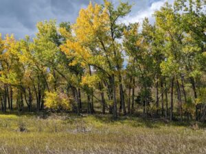 Cottonwood trees turning yellow and green above a grassy meadow under gray clouds