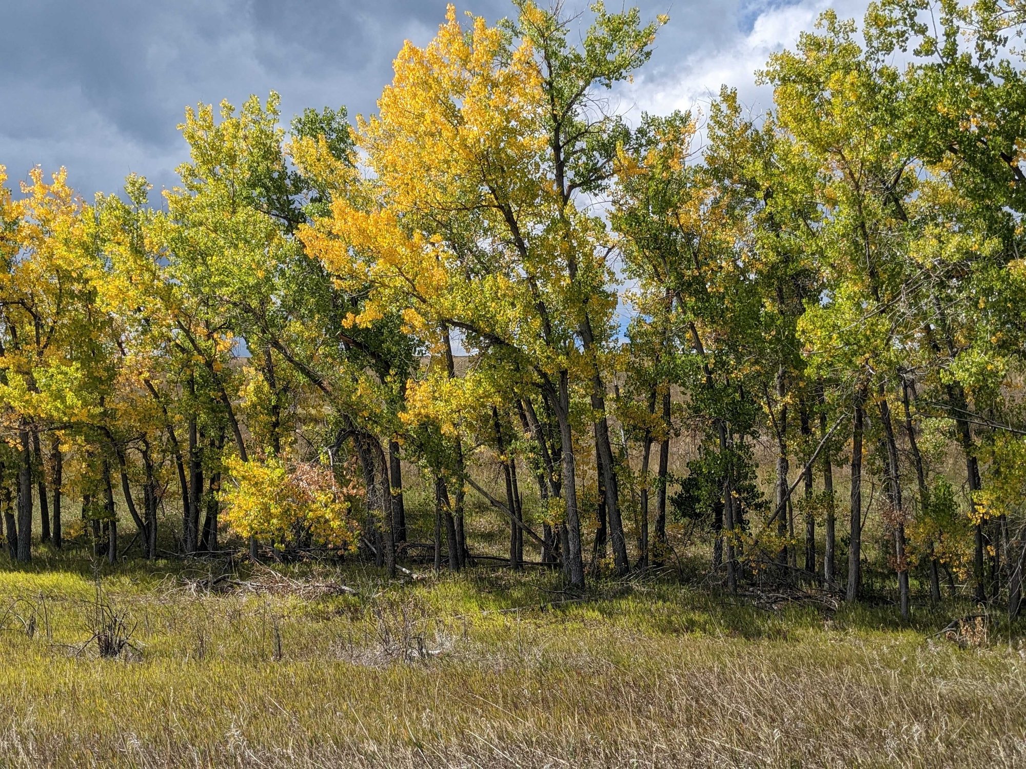 Cottonwood trees turning yellow and green above a grassy meadow under gray clouds