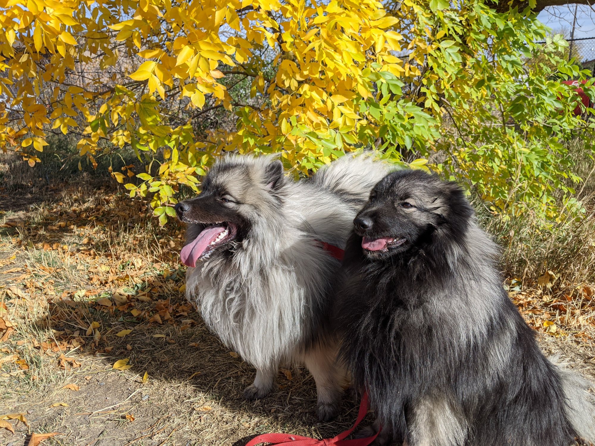 Two fluffy gray and black dogs sitting under bright yellow fall leaves