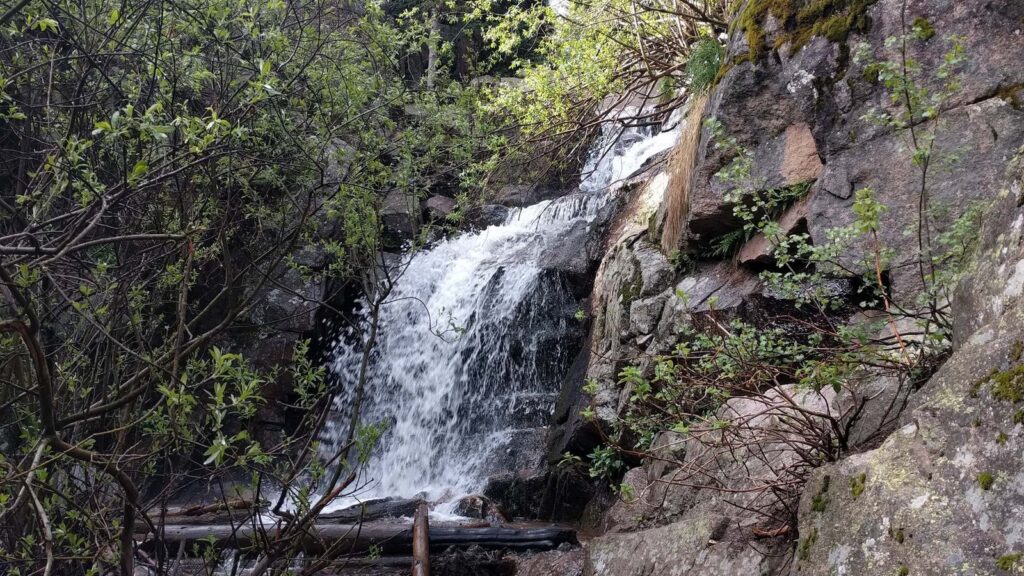 Maxwell Falls in spring runoff, white water cascading over tiered granite ledges among fresh green willows.